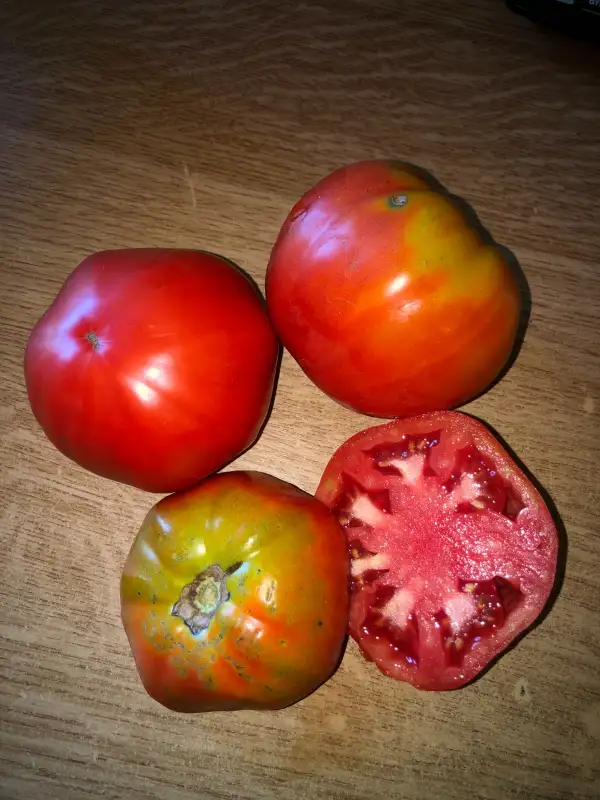 Tomaten: Big from Slovenia