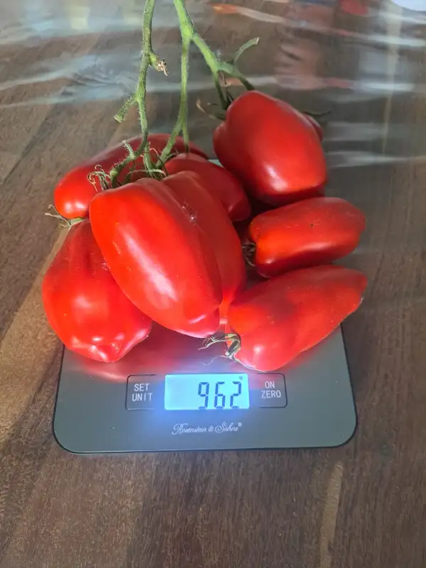 Tomaten: Big Gig