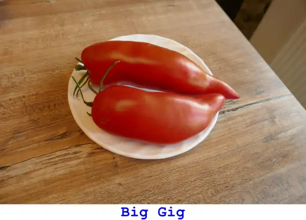 Tomaten: Big Gig