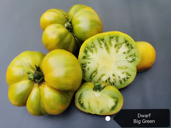 Tomaten: Big Green Dwarf