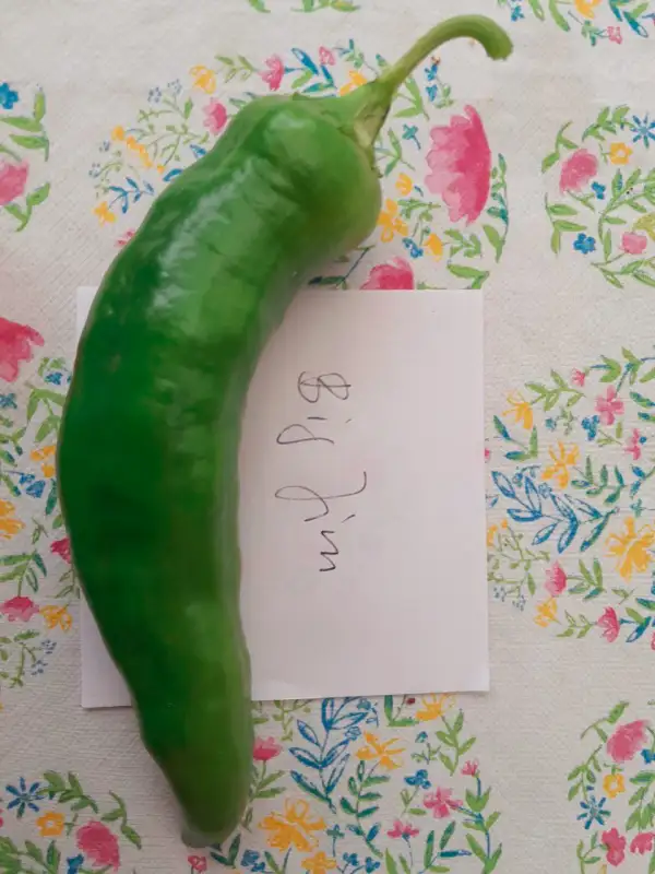 Chili / Paprika: Big Jim