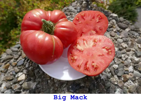 Tomaten: Big Mack