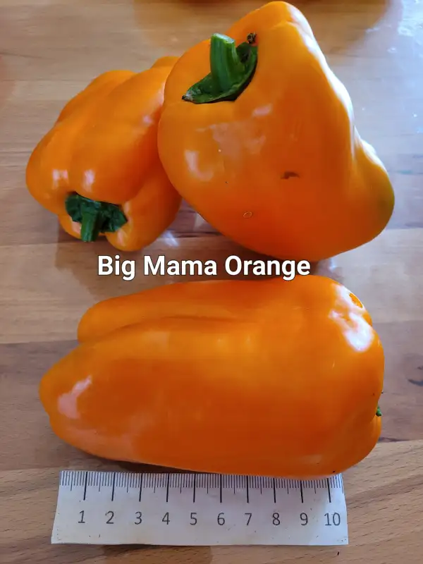 Chili / Paprika: Big Mama Blockpaprika Orange	70cm