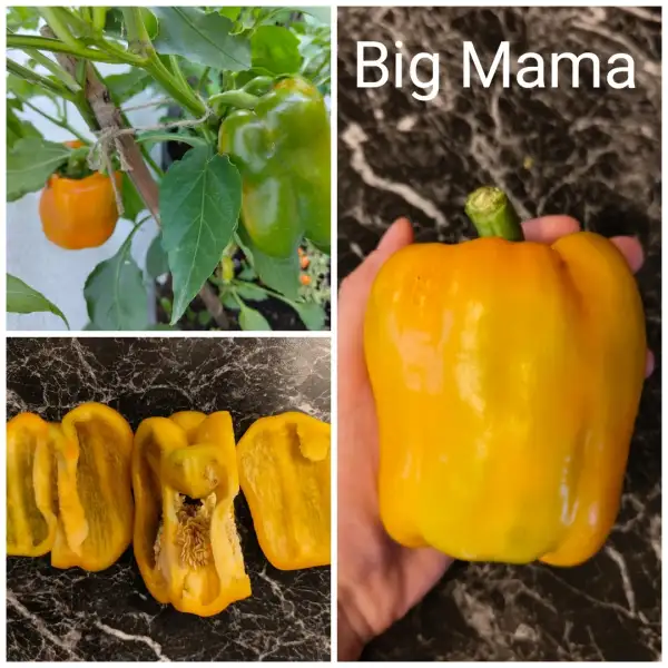 Chili / Paprika: Big Mama Paprika