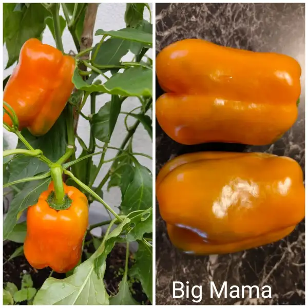 Chili / Paprika: Big Mama Paprika