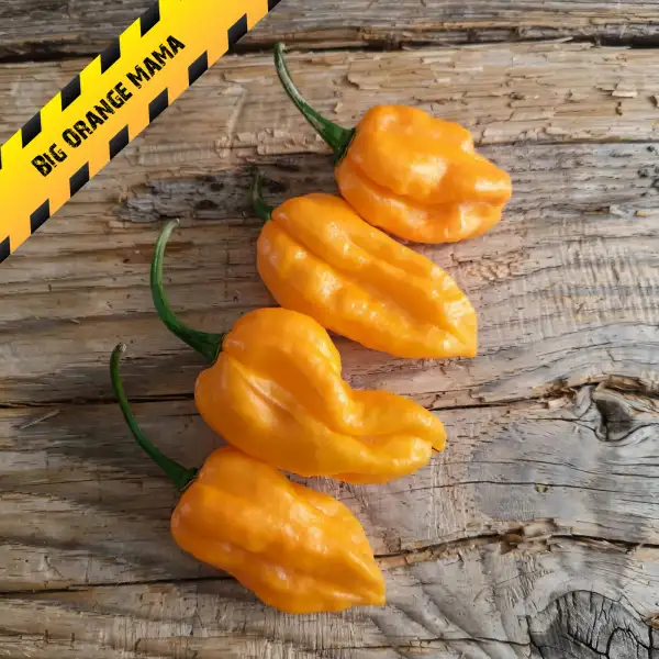 Chili: Big Orange Mama