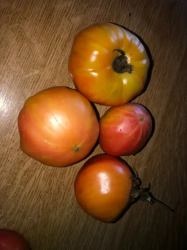 Tomaten: Big Orange SSE 194