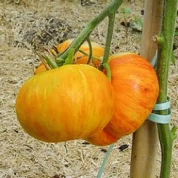 Tomaten: Big Orange Stripe