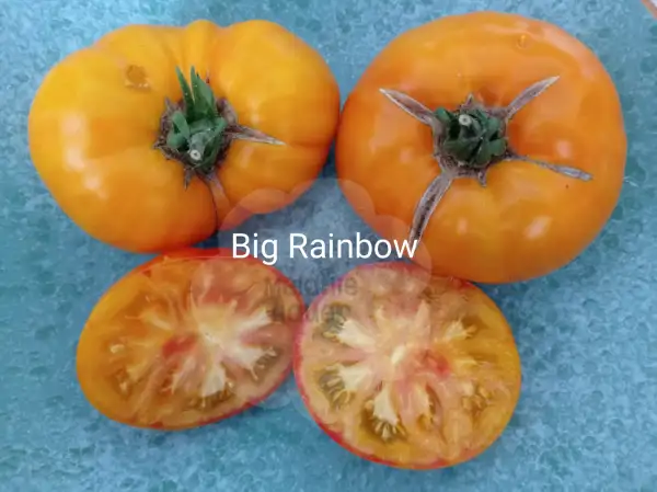 Tomaten: Big Rainbow