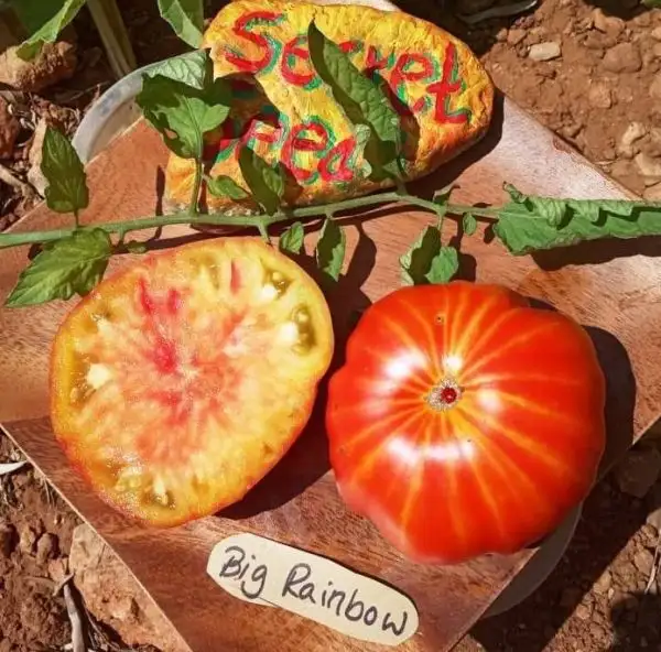 Tomaten: Big Rainbow