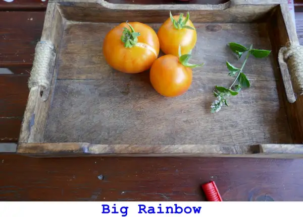Tomaten: Big Rainbow