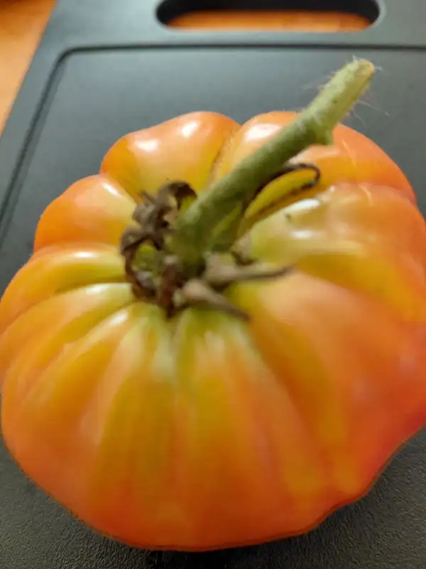Tomaten: Big Rainbow