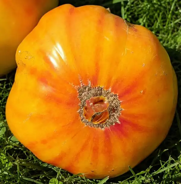 Tomaten: Big Rainbow