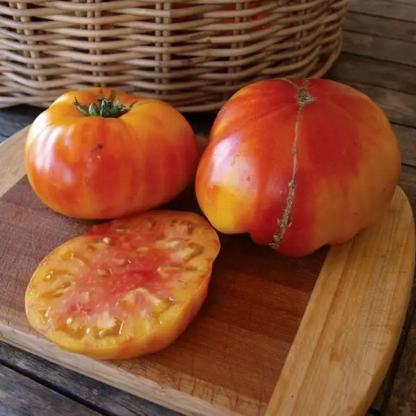 Tomaten: Big Rainbow