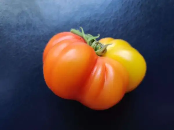 Tomaten: Big Rainbow