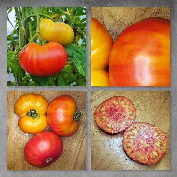 Tomaten: Big Rainbow