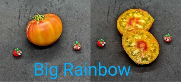 Tomaten: Big Rainbow