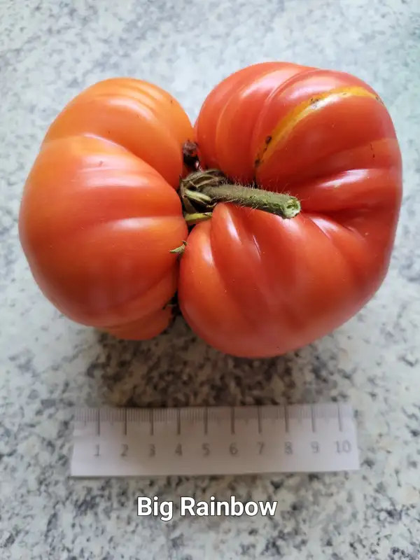 Tomaten: Big Rainbow