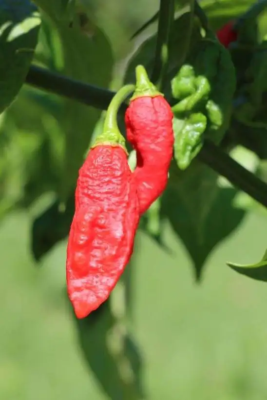 Chili / Paprika: Big Red Mama