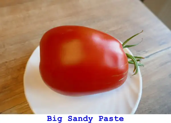 Tomaten: Big Sandy Paste
