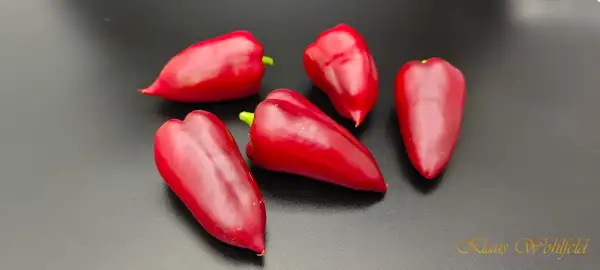 Chili / Paprika: Big Smarty