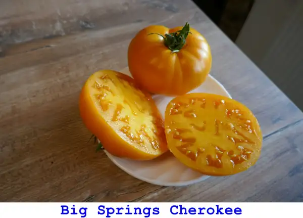 Tomaten: Big Springs Cherokee