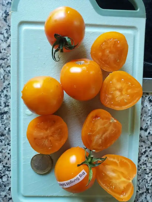 Tomaten: Big Sungold Select