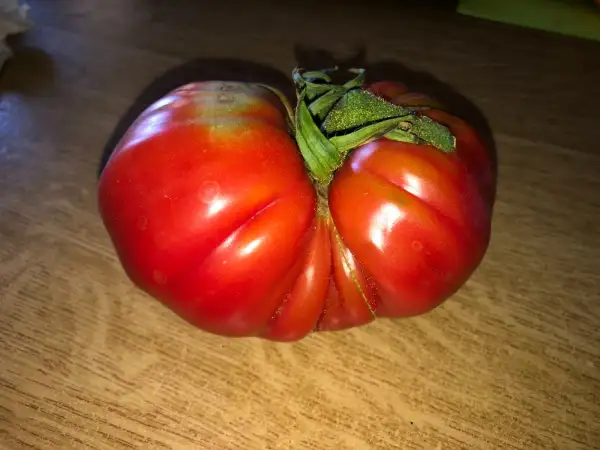 Tomaten: Big Tree Bottom