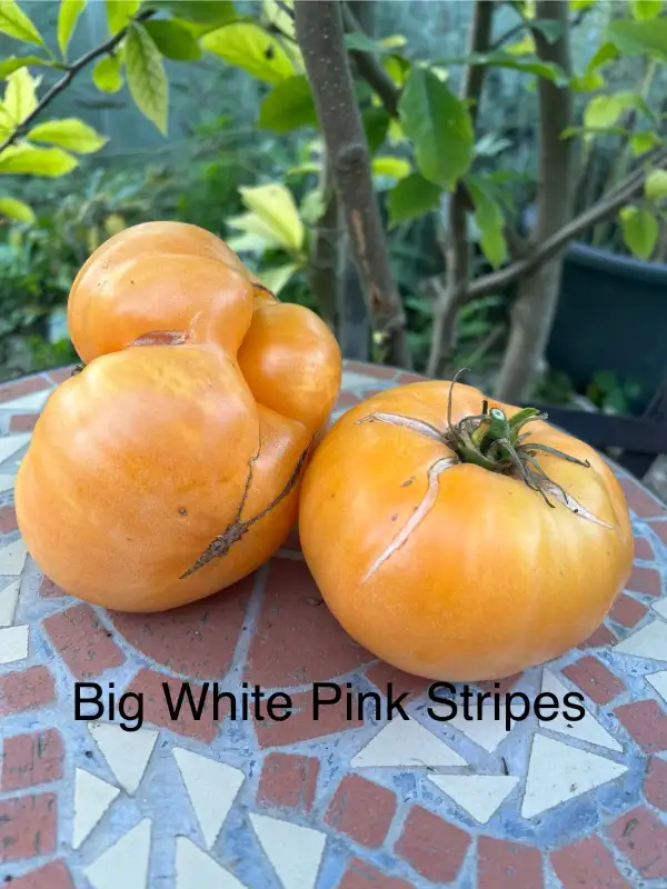 Tomaten: Big white pink stripes