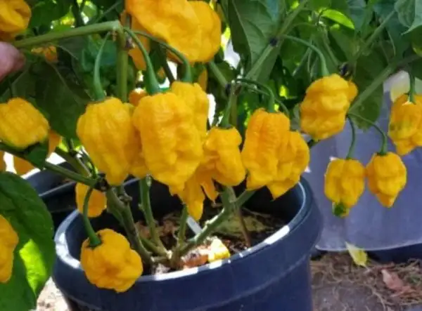 Chili / Paprika: Big yellow Mama