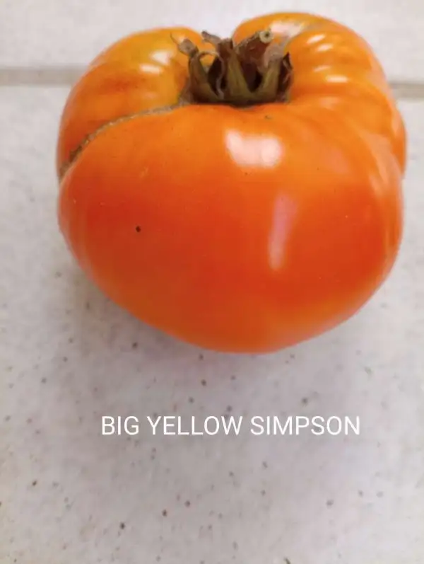 Tomaten: Big Yellow Simpson