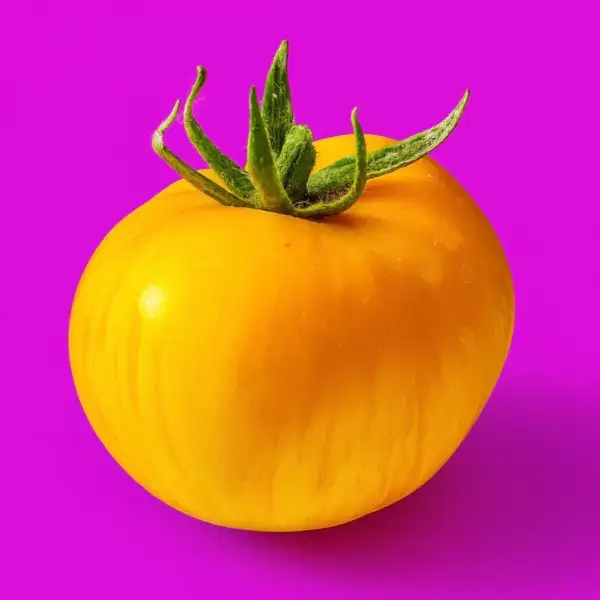 Tomaten: Big Yellow Zebra