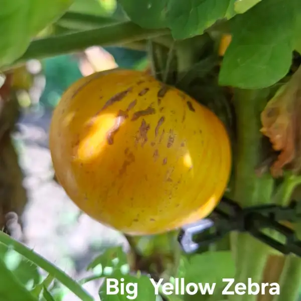 Tomaten: Big Yellow Zebra