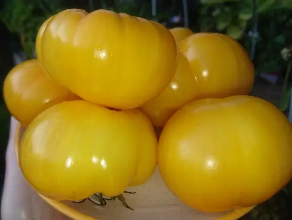 Tomaten: Big Yellow Zebra