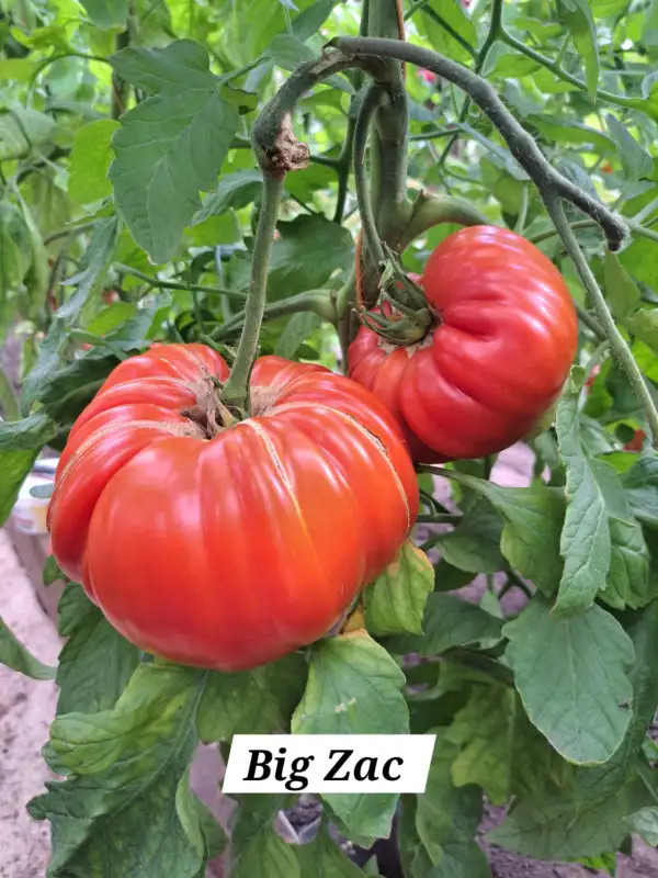 Tomaten: Big Zac