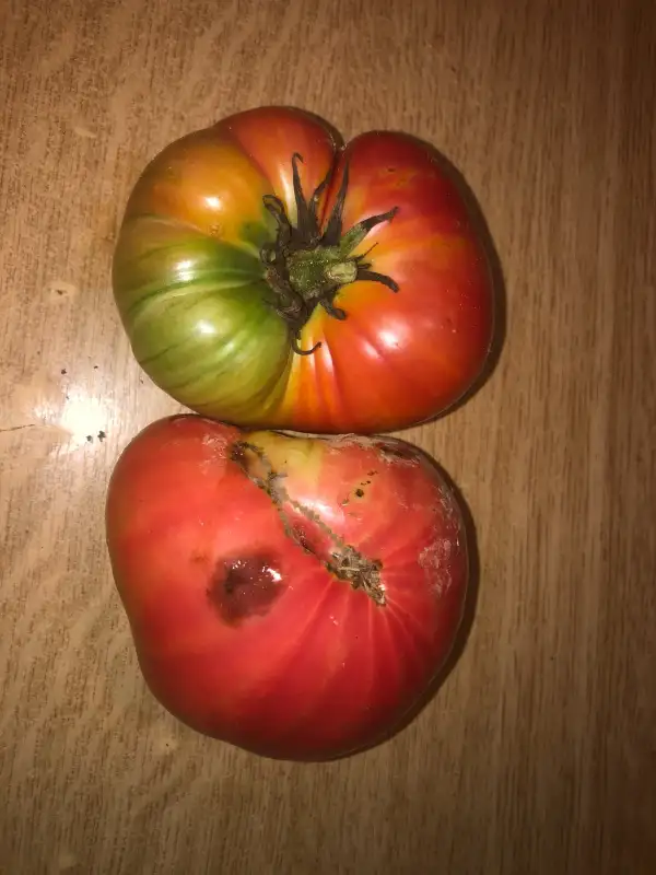 Tomaten: Bigzarro