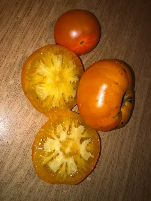 Tomaten: Bijskij Zheltyi