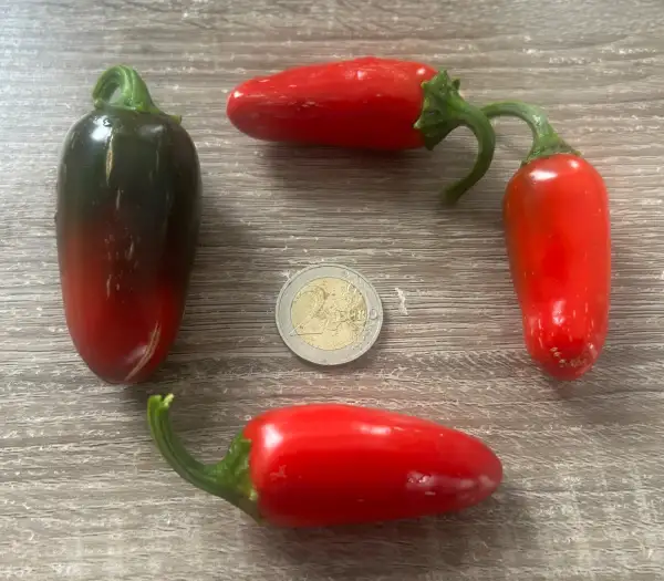 Chili: Biker Bills Jalapeño