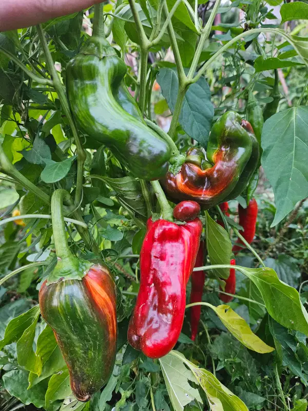 Paprika: Bill