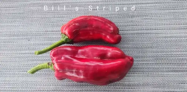 Chili / Paprika: Bill