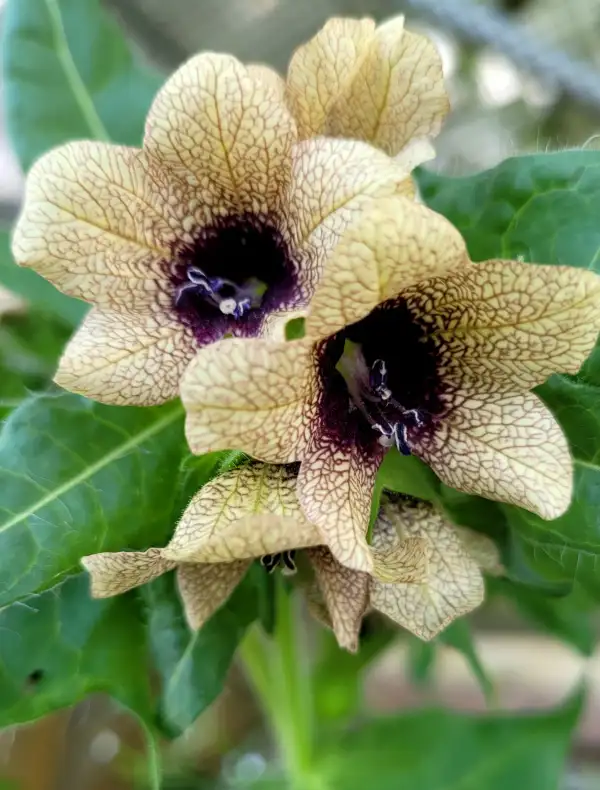 Blumen: Bilsenkraut