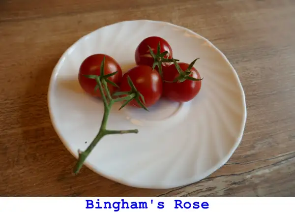 Tomaten: Bingham’s Rose