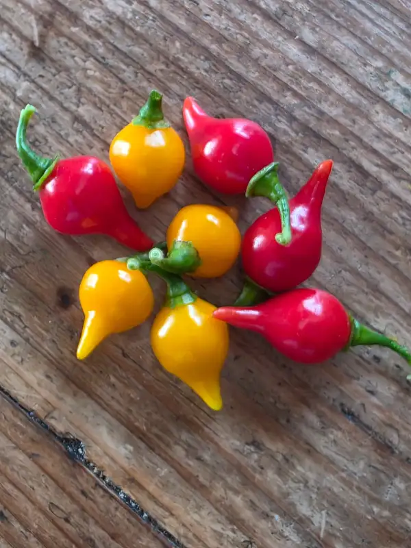 Chili / Paprika: Biquinho Airetama