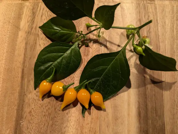 Chili / Paprika: Biquinho Amarelo