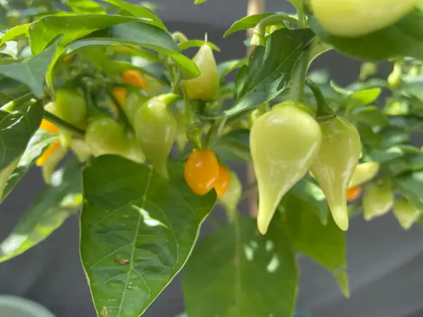 Chili / Paprika: Biquinho Amarelo