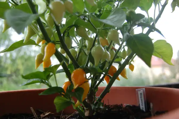 Chili / Paprika: Biquinho Amarelo