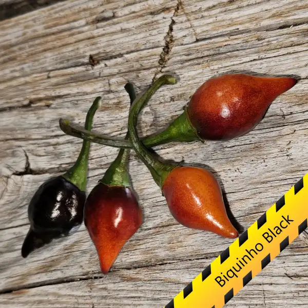 Chili: Biquinho Black