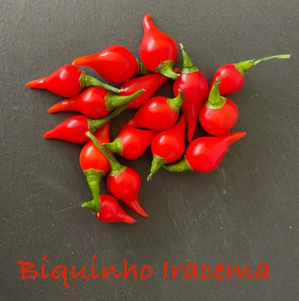 Chili / Paprika: Biquinho Iracema