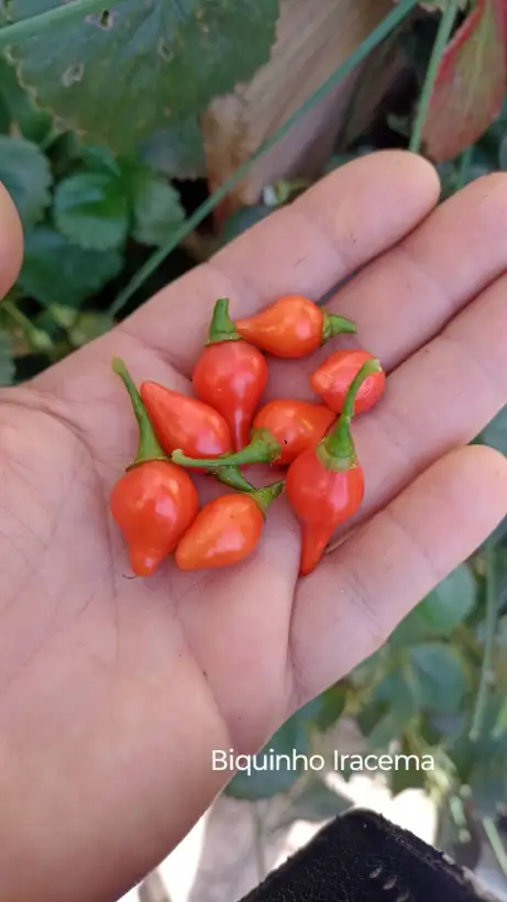 Chili / Paprika: Biquinho Iracema