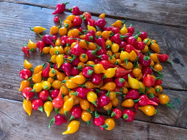 Chili / Paprika: Biquinho Iracema